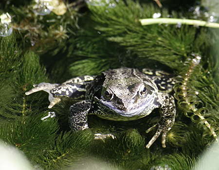 link to Amphibians &  Reptiles page