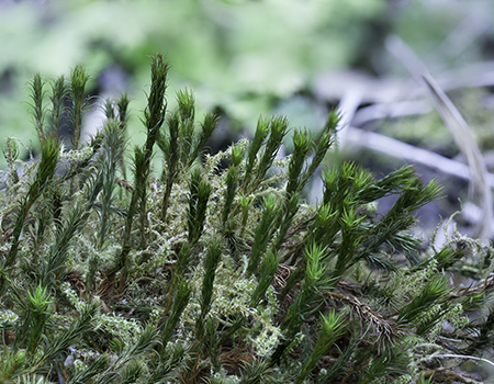 link to mosses & liverworts page