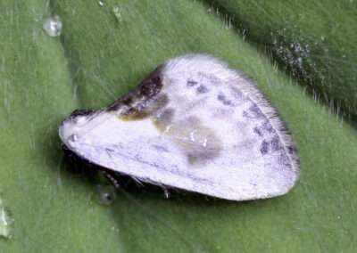 Chinese Character (Cilix glaucata) moth
