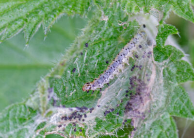 Anthophila fabriciana (Nettle-tap) larva