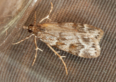 Scoparia sp. moth