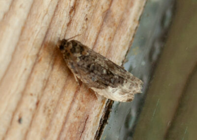 1083 Hedya nubiferana (Marbled Orchard Tortrix) moth