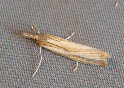 Agriphila tristella moth