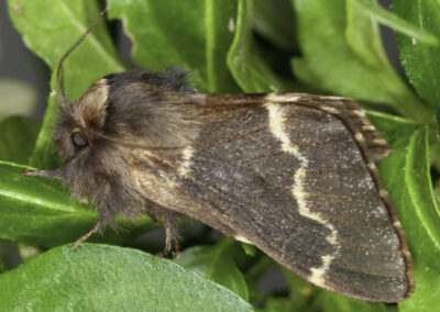 December (Poecilocampa populi) moth