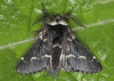 December (Poecilocampa populi) moth