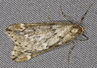 March (Alsophila aescularia) moth