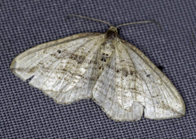 Oblique Carpet (Orthonama vittata) moth