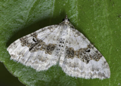 Silver-ground Carpet (Xanthorhoe montanata montanata) moth