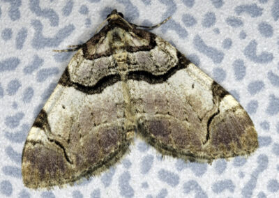 Streamer (Anticlea derivata) moth
