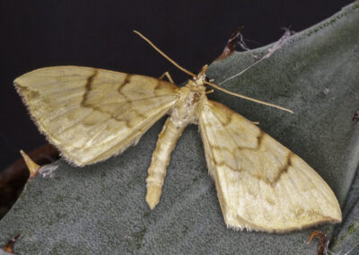 Barred Straw (Eulithis pyraliata) moth