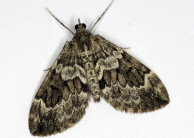 Spruce Carpet (Thera britannica) moth