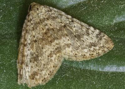 Mottled Grey (Colostygia multistrigaria) moth