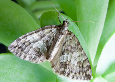 May High-flier (Hydriomena impluviata) moth