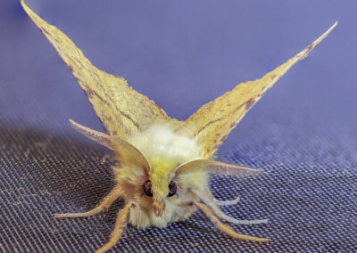 Canary Shouldered Thorn (Ennomos alniaria) moth