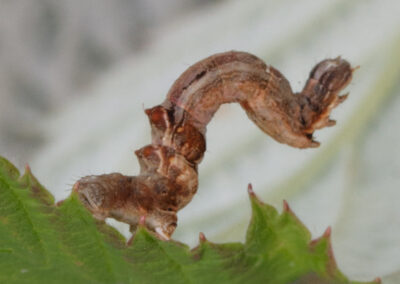 Early Thorn (Selenia dentaria) larva