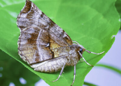 Early Thorn (Selenia dentaria) moth