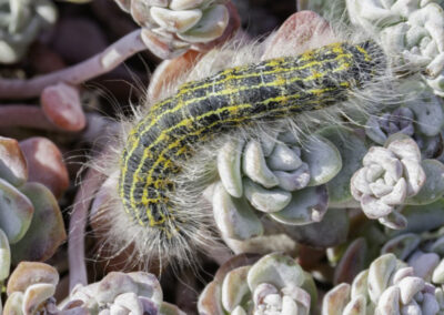 Buff Tip (Phalera bucephala) larva