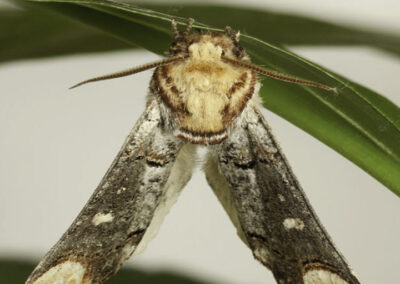 Buff Tip (Phalera bucephala) moth