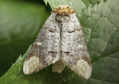 Buff Tip (Phalera bucephala) moth