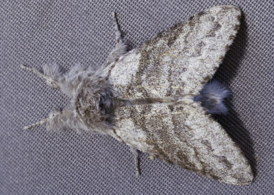 Pale Tussock (Calliteara pudibunda) moth