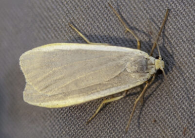 Dingy Footman ♂ (Eilema griseola) moth