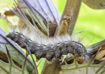 Buff Ermine (Spilosoma lueum) larva