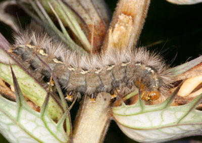 Buff Ermine (Spilosoma lueum) larva