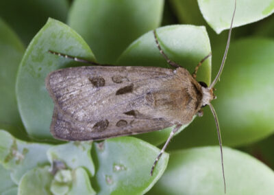 Heart & Dart (Agrotis exclamationis) moth