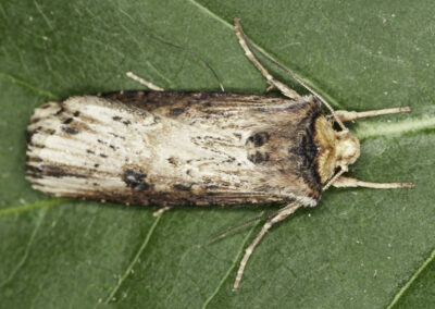 Flame (Axylia putris) moth