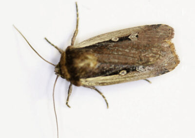 Flame Shoulder (Ochropleura plecta) moth
