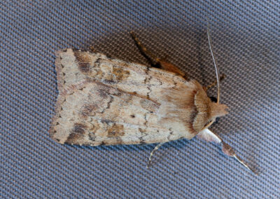 Ingrailed Clay (Diarsia mendica mendica) moth
