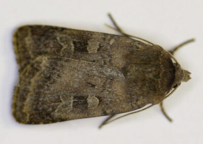Purple Clay (Diarsia brunnea) moth