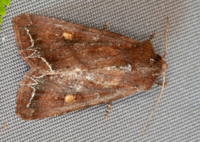 Bright-line Brown-eye (Lacanobia oleracea) moth