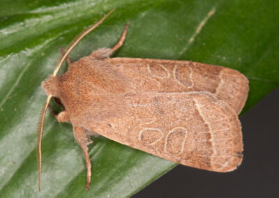 Common Quaker (Orthosia cerasi) moth