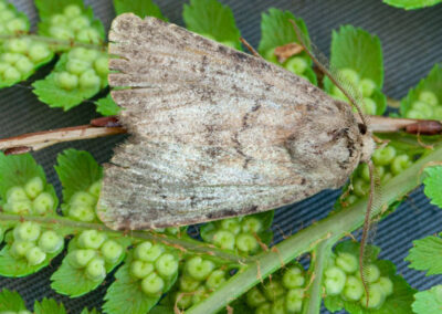 Brown Rustic (Rusina ferruginea) moth