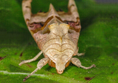 Angle Shades (Phlogophora meticulosa) moth