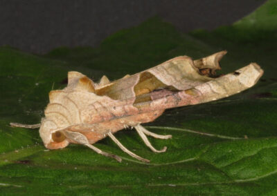 Angle Shades (Phlogophora meticulosa) moth