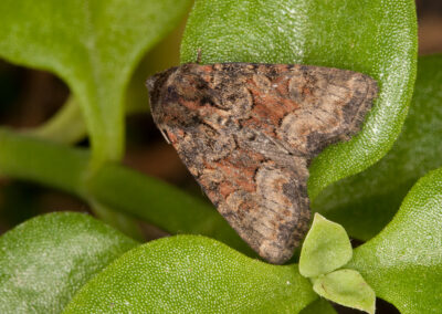 Marbled Minor agg. (Oligia agg.) moth