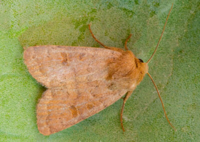 Rustic (Hoplodrina blanda) moth