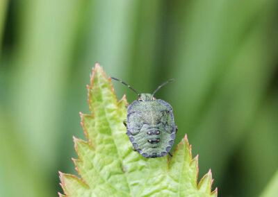 Common Green Shieldbug (Palomena prasina) - 5th. (final) instar nymph