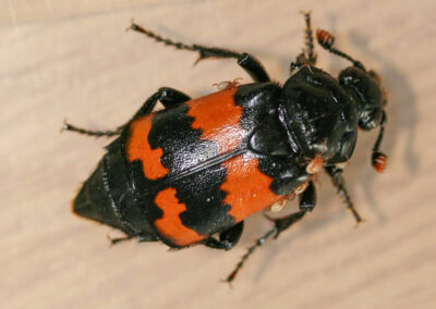Common Sexton Beetle (Nicrophorus vespilloides), a burying beetle