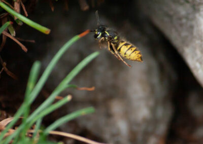 Common Wasp (Vespula vulgaris) entering its nest under a rock in Glandernol garden
