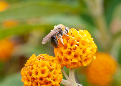 Early Mining Bee (Andreana haemorrhoa) on Buddleja globosa