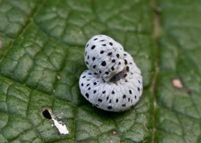 Figwort Sawfly (Tenthredo scrophulariae) larva