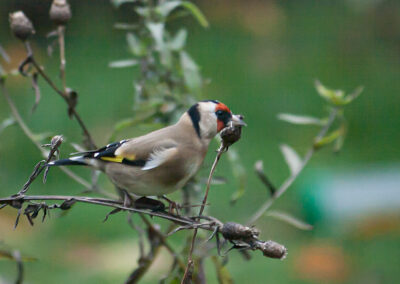 Carduelis carduelis (Goldfinch)
