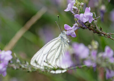 Green-veined White (Pieris napi) ♂. Larvae feed on : wild plants of the cabbage family, such as bitter-cresses, lady's smock, horseradish, occasionally garden brassicas.