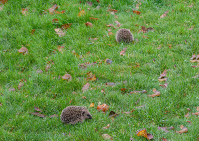 Young Hedgehogs (Erinaceus europaeus) in Glandernol garden