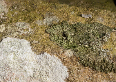 Various crustose lichens on rock in Glandernol garden wall