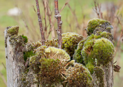 Mosses on fence post in Glandernol garden