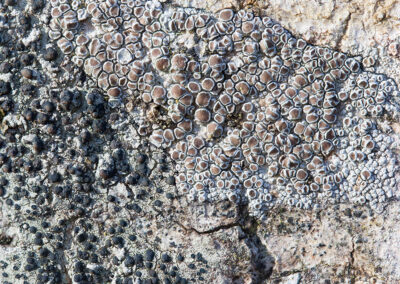 Two crustose lichens on rock